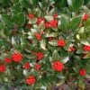 Skimmia Reevesiana 2 Skimmia Reevesiana -MAO PLANTES Magasin Skimmia reevesiana 781805 1