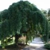 Pagode Japonaise - Sophora Japonica Pendula -MAO PLANTES Magasin Sophora japonica Pendula 781816 1