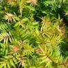 Sorbaria Sorbifolia Matcha Ball -MAO PLANTES Magasin Sorbaria sorbifolia Matcha Ball 1008591 1