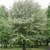 Sorbier, Alisier - Sorbus Intermedia Brouwers -MAO PLANTES Magasin Sorbier Alisier Sorbus intermedia Brouwers 1002161 1