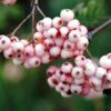 Sorbier - Sorbus Arnoldiana Pink Veil 2 Sorbier - Sorbus Arnoldiana Pink Veil -MAO PLANTES Magasin Sorbier Sorbus Pink Veil IF 17946 1