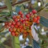 Sorbus Aria - Alisier Blanc -MAO PLANTES Magasin Sorbus aria 89448 1