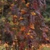 Sorbus Aucuparia Autumn Spire - Sorbier Des Oiseleurs 1 Sorbus Aucuparia Autumn Spire - Sorbier Des Oiseleurs -MAO PLANTES Magasin Sorbus aucuparia Autumn Spire 89243 1