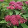 Spirée Japonaise Double Play Red - Spiraea Japonica -MAO PLANTES Magasin Spiraea japonica Double Play Red 82556 1