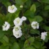 Spiraea Prunifolia Plena - Spirée Blanche -MAO PLANTES Magasin Spiraea prunifolia Plena 86225 1