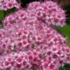 Spirée Japonaise Sparkling Champagne - Spiraea Japonica -MAO PLANTES Magasin Spiree japonaise Sparkling Champagne 84329 2