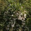 Styrax Japonica Fragrant Fountain -MAO PLANTES Magasin Styrax japonica Fragrant Fountain IF 1008662 1