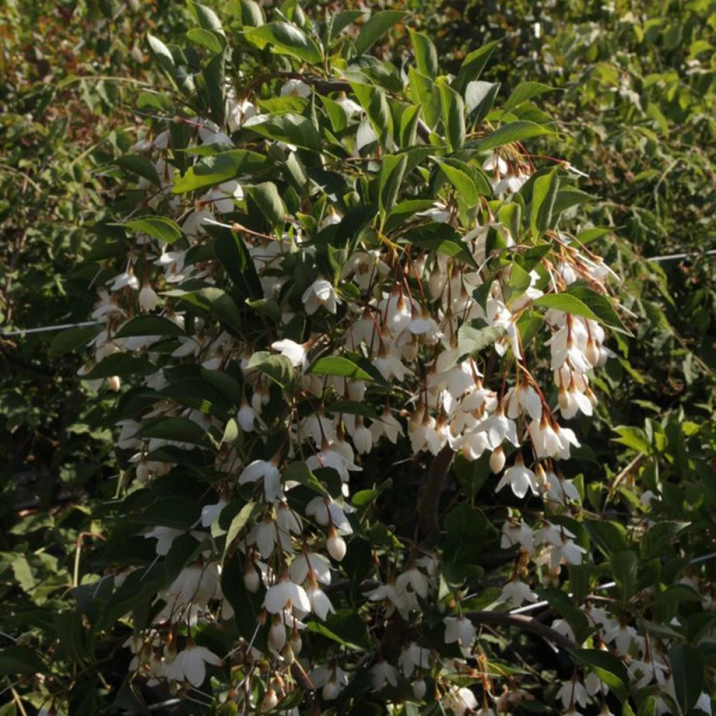 Styrax Japonica Fragrant Fountain 3 Styrax Japonica Fragrant Fountain