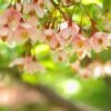 Styrax Japonica Pink Chimes - Styrax Du Japon -MAO PLANTES Magasin Styrax japonica Pink Chimes copyright 1008671 1