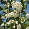Styrax Japonicus June Snow - Styrax Japonais -MAO PLANTES Magasin Styrax japonicus June snow 15121 1