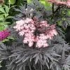 Sureau Noir - Sambucus Nigra Straight Laced -MAO PLANTES Magasin Sureau noir Sambucus nigra Straight Laced IF 17945 1