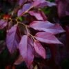 Sycoparrotia Semidecidua Purple Haze -MAO PLANTES Magasin Sycoparrotia semidecidua Purple Haze V 16341 1