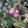 Symphorine - Symphoricarpos Doorenbosii Amethyst
