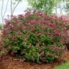 Lilas Bloomerang Dark Purple - Syringa Nain Hybride Remontant -MAO PLANTES Magasin Syringa Bloomerang Dark Purple 82735 1