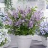 Lilas Nain - Syringa Meyeri Flowerfesta Purple -MAO PLANTES Magasin Syringa Flowerfesta Purple 16587 1