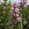 Lilas De Chine - Syringa Josée -MAO PLANTES Magasin Syringa Josee 84341 1