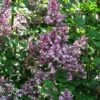 Lilas - Syringa Meyeri Palibin -MAO PLANTES Magasin Syringa meyeri Palibin 84343 1