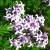 Lilas De Perse - Syringa Persica Laciniata -MAO PLANTES Magasin Syringa persica Laciniata 84344 1