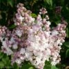 Lilas - Syringa Vulgaris Belle De Moscou 2 Lilas - Syringa Vulgaris Belle De Moscou -MAO PLANTES Magasin Syringa vulgaris Belle de Moscou 82803 1