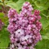 Lilas - Syringa Vulgaris Belle De Nancy -MAO PLANTES Magasin Syringa vulgaris Belle de Nancy 84345 1