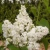 Lilas - Syringa Vulgaris Dentelle D'Anjou -MAO PLANTES Magasin Syringa vulgaris Dentelle d Anjou 82804 1