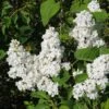 Lilas - Syringa Vulgaris Jeanne D'Arc -MAO PLANTES Magasin Syringa vulgaris Jeanne d Arc 89450 1
