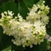 Lilas - Syringa Vulgaris Primrose -MAO PLANTES Magasin Syringa vulgaris Primrose 82805 1