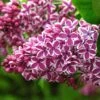 Lilas Sensation - Syringa Vulgaris -MAO PLANTES Magasin Syringa vulgaris Sensation 7586 1