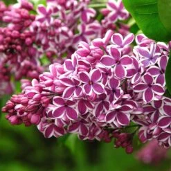Lilas Sensation - Syringa Vulgaris