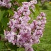Lilas - Syringa Vulgaris Zhemchuzhina -MAO PLANTES Magasin Syringa vulgaris Zhemchuzhina 82806 1