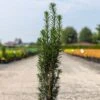 If Commun - Taxus Baccata Fastigiata Black Tower -MAO PLANTES Magasin Taxus baccata Black Tower IF 1008762 1