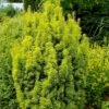 Taxus Baccata David - If Colonnaire Panaché -MAO PLANTES Magasin Taxus baccata David 88434 1