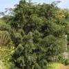 Taxus Baccata Dovastoniana - If Commun -MAO PLANTES Magasin Taxus baccata Dovastoniana V 1008771 1