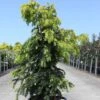 Taxus Baccata Dovastonii Aurea - If Doré -MAO PLANTES Magasin Taxus baccata Dovastonii Aurea 84348 1