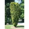 Taxus Baccata Fastigiata Aurea - If Commun Doré -MAO PLANTES Magasin Taxus baccata Fastigiata Aurea 87351 1