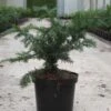 Taxus Baccata Repandens - If Commun -MAO PLANTES Magasin Taxus baccata Repandens 84351 1