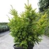 Taxus Baccata Semperaurea - If Commun Doré. 1 Taxus Baccata Semperaurea - If Commun Doré. -MAO PLANTES Magasin Taxus baccata Semperaurea 84352 1