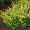 Taxus Baccata Summergold - If Commun Doré -MAO PLANTES Magasin Taxus baccata Summergold 87353 1