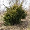 Taxus Media Densiformis - If Hybride 1 Taxus Media Densiformis - If Hybride -MAO PLANTES Magasin Taxus media Densiformis 84353 1