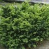 Taxus Media Emerald Spreader - If Hybride -MAO PLANTES Magasin Taxus media Emerald Spreader V 873541 1