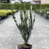 Taxus Media Hillii - If Hybride -MAO PLANTES Magasin Taxus media Hillii 87355 1