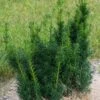Taxus X Media Hicksii - If Hybride -MAO PLANTES Magasin Taxus x media Hicksii 82230 1