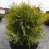 Thuya Du Canada - Thuja Occidentalis Golden Globe 2 Thuya Du Canada - Thuja Occidentalis Golden Globe -MAO PLANTES Magasin Thuja occidentalis Golden Globe 84358 1