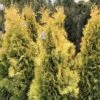 Thuya Du Canada - Thuja Occidentalis Jantar 1 Thuya Du Canada - Thuja Occidentalis Jantar -MAO PLANTES Magasin Thuja occidentalis Jantar V 1008811 1