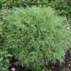 Thuya Du Canada - Thuja Occidentalis Mr Bowling Ball -MAO PLANTES Magasin Thuja occidentalis Mr Bowling Ball 0767002 1