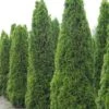 Thuja Occidentalis Totem Smaragd - Thuya Du Canada 1 Thuja Occidentalis Totem Smaragd - Thuya Du Canada -MAO PLANTES Magasin Thuja occidentalis Totem Smaragd 15214 1
