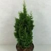 Thuya Du Canada - Thuja Occidentalis Zmatlik -MAO PLANTES Magasin Thuja occidentalis Zmatlik 771002 1