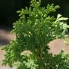 Thuya Du Canada - Thuja Occidentalis Degroot's Spire -MAO PLANTES Magasin Thuja occidentalis Degroot s Spire LD Wikimedia DJ.Stang 1002252 FE