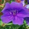 Tibouchina Groovy Baby - Tibouchina Nain -MAO PLANTES Magasin Tibouchina Groovy baby 83472 1