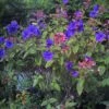 Tibouchina Urvilleana - Tibouchine D'Urville. -MAO PLANTES Magasin Tibouchina urvilleana 83473 1